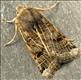 2270 (73.193) Lunar Underwing